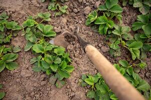 jardinage outils cannabis des fraises dans le jardin. sélectif se concentrer. photo