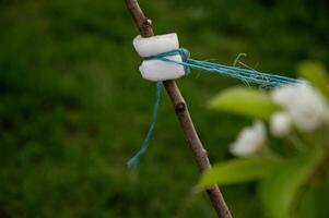 une branche de une Jeune arbre dans le jardin est lié avec parallèle et fil photo