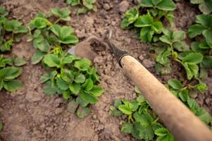 jardinage outils cannabis des fraises dans le jardin. sélectif se concentrer. photo