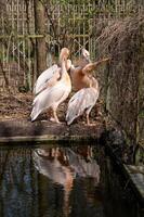 grand rose pélicans près une étang dans le zoo photo