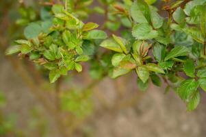 vert Rose buisson avec Jeune feuilles sur flou vert arrière-plan, peu profond profondeur de champ photo