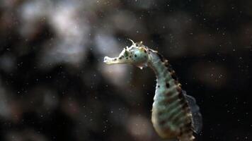 fermer commun coloré hippocampe ou hippocampe guttulatus nager en dessous de eau, la vie marine photo