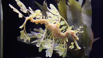 fermer commun coloré hippocampe ou hippocampe guttulatus nager en dessous de eau, la vie marine photo