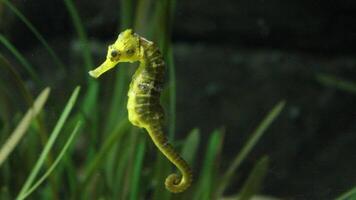 fermer commun coloré hippocampe ou hippocampe guttulatus nager en dessous de eau, la vie marine photo