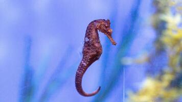 fermer commun coloré hippocampe ou hippocampe guttulatus nager en dessous de eau, la vie marine photo