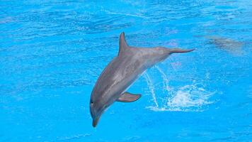 Jeune curieuse goulot d'étranglement dauphin sourires, espiègle commun tursiops troncature fermer nager sous-marin. sauter en dehors de l'eau photo