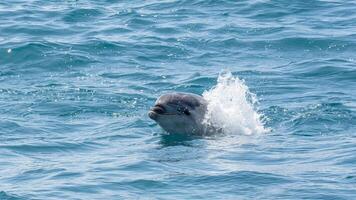 Jeune curieuse goulot d'étranglement dauphin sourires, espiègle commun tursiops troncature fermer nager sous-marin. sauter en dehors de l'eau photo