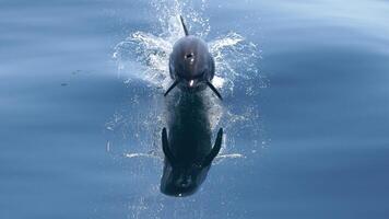 Jeune curieuse goulot d'étranglement dauphin sourires, espiègle commun tursiops troncature fermer nager sous-marin. sauter en dehors de l'eau photo