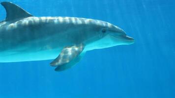 Jeune curieuse goulot d'étranglement dauphin sourires, espiègle commun tursiops troncature fermer nager sous-marin. sauter en dehors de l'eau photo