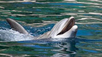 Jeune curieuse goulot d'étranglement dauphin sourires, espiègle commun tursiops troncature fermer nager sous-marin. sauter en dehors de l'eau photo