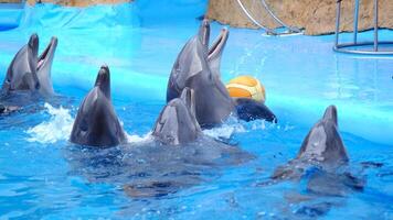 Jeune curieuse goulot d'étranglement dauphin sourires, espiègle commun tursiops troncature fermer nager sous-marin. sauter en dehors de l'eau photo