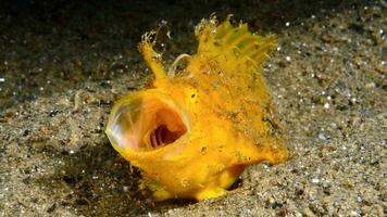 poisson grenouille antenne. incroyable sous-marin monde, grenouille poisson Marin créature photo