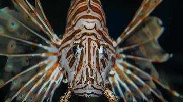 poisson-lion ou ptérois, une magnifique prédateur Lion poisson nage dans chercher de nourriture sous-marin photo