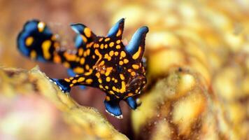 poisson grenouille antenne. incroyable sous-marin monde, grenouille poisson Marin créature photo