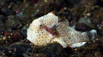 poisson grenouille antenne. incroyable sous-marin monde, grenouille poisson Marin créature photo