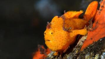 poisson grenouille antenne. incroyable sous-marin monde, grenouille poisson Marin créature photo