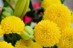 Jaune fleurs chrysanthème photo