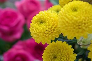 Jaune fleurs chrysanthème photo