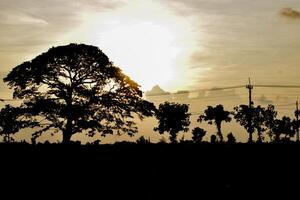 silhouette gros arbre avec des nuages sur ciel photo