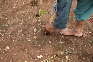 Sénior agriculteur porter bambou chapeau plantation le Chili les plantes avec bois bâton sur sol photo