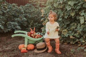 mignonne peu fille est récolte. jardin brouette avec des légumes et des fruits. l'automne concept photo