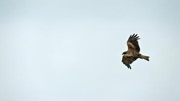 oiseau de proie dans le ciel plus de Hong kong photo