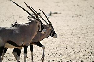 deux oryx antilopes dans le désert photo