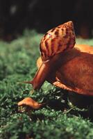 une escargot sur une champignon atteint pour une petit champignon photo