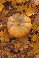 une mûr Orange rond citrouille mensonges sur Jaune l'automne feuilles. photo