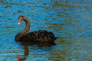 élégance sur l'eau noir cygne photo