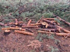 forestiers Coupe vers le bas une Jeune pin forêt photo