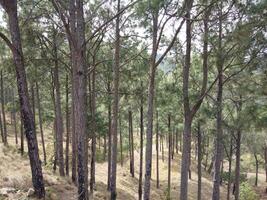 forêt Contexte. foncé forêt la nature vue photo