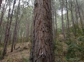 forêt Contexte. foncé forêt la nature vue photo