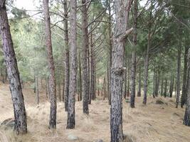 forêt Contexte. foncé forêt la nature vue photo