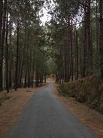 forêt Contexte. foncé forêt la nature vue photo