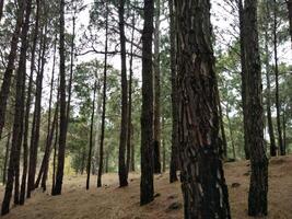 forêt Contexte. foncé forêt la nature vue photo