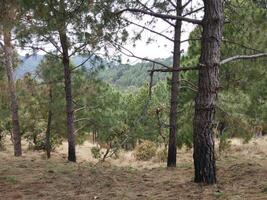 forêt Contexte. foncé forêt la nature vue photo