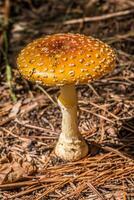 Orange casquette champignon fermer photo