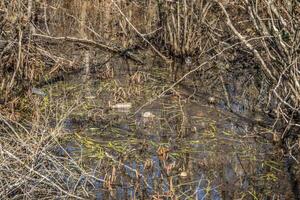 Plastique bouteilles pollué le ruisseau photo