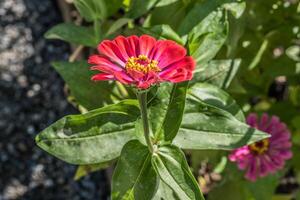 rougeâtre rose zinnia fleur photo