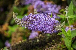 violet papillon buisson fermer photo