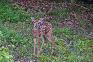 faon dans le bois fermer photo