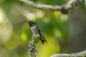 Jeune colibri fermer photo