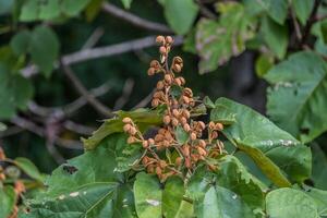 des graines sur une paulownia arbre photo