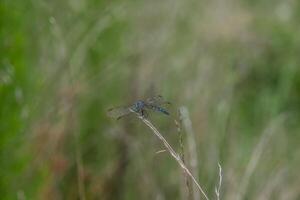 bleu libellule sur grand herbe photo
