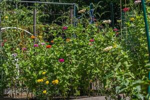 fleur et légume jardin en plein air photo