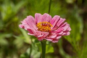 brillant rose zinnia fermer photo