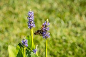 fritillaire papillon sur une brochet fleur photo