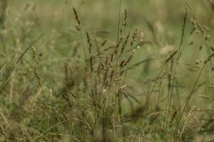grand herbes avec la graine têtes photo
