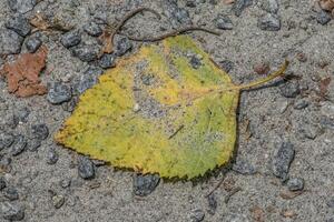 coloré feuille pose sur le sol photo